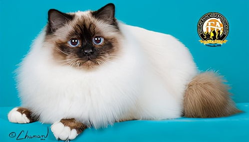 cfa承认的猫咪品种