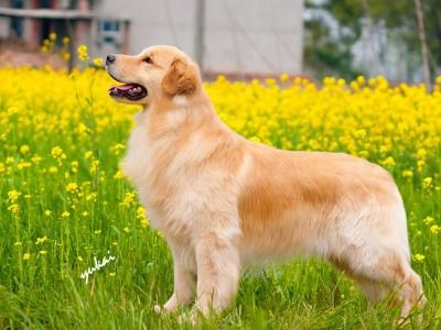 金毛狗粮量