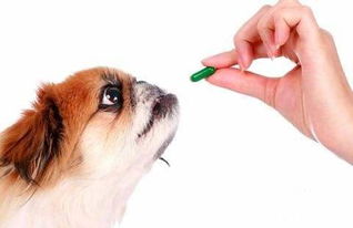 狗狗多久体外驱一次虫比较好