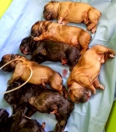 狗狗生产后肚子鼓鼓