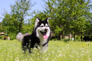 阿拉斯加犬的寿命和性格特点