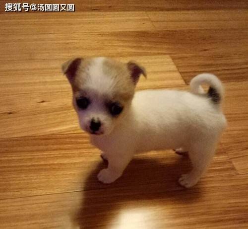 狗狗拉稀呕吐要禁食多久