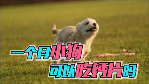 幼犬多久吃一次钙片