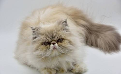 猫咪换了猫粮泪痕多眼屎多