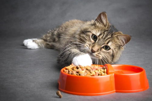 猫粮会引起猫呕吐吗