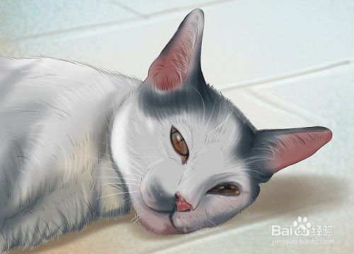 怎么给生病的猫祈福