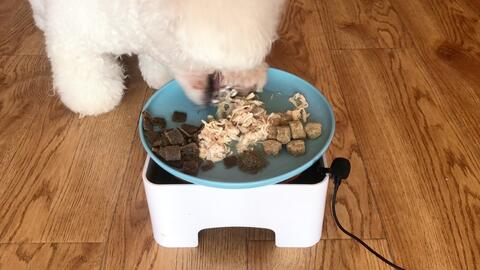 煮肉给狗吃怎么做好吃