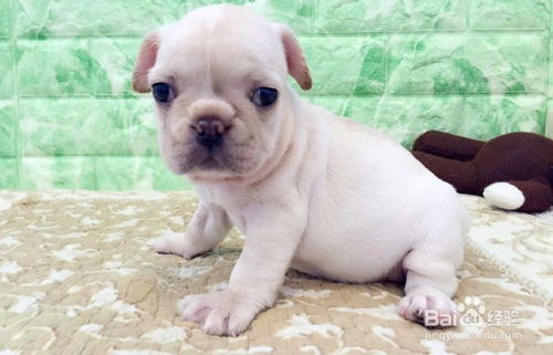 怎样挑法斗幼犬