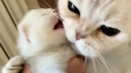 猫咪第一次生宝宝生几个