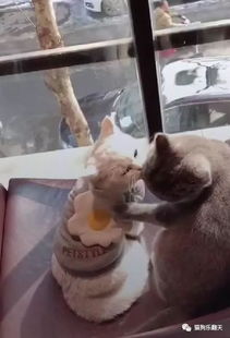 猫主动亲自己的主人