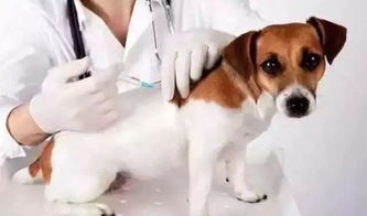 狗狗打针多少天打一次