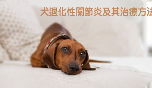 犬关节炎概念