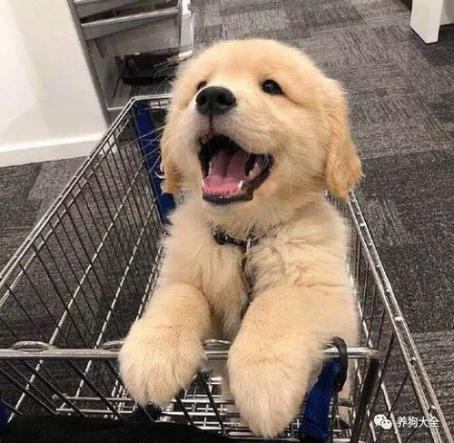 金毛幼犬小时候是什么样的-