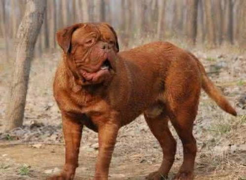 上海哪些犬是禁止养的