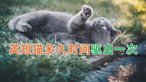 多长时间给猫驱虫一次