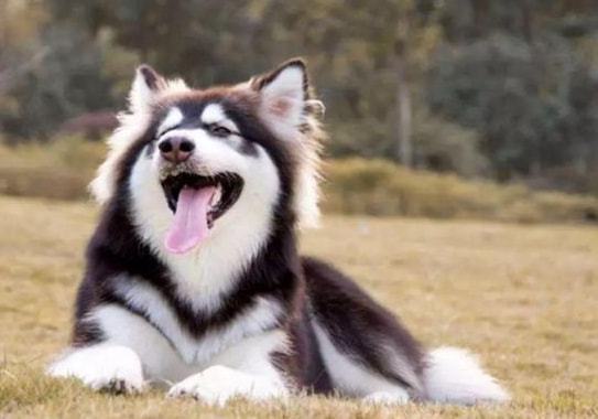 阿拉斯加犬颜色哪三种