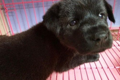 新生犬多少天驱虫