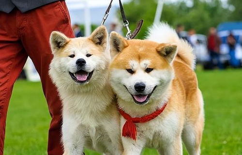 美系秋田犬交易吧