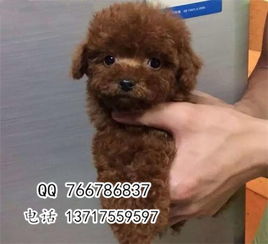 泰迪犬的玩具有哪些