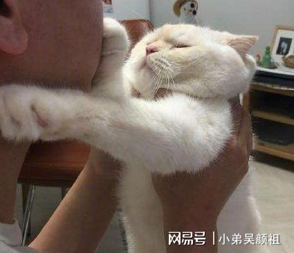 主人经常亲吻猫咪