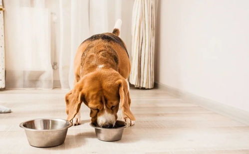 狗狗晚上喂食时间