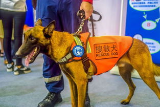 搜救犬有哪些优点