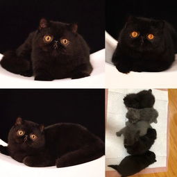 中国有名的猫舍