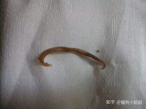 小狗体内怎么会有虫