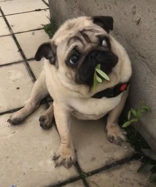 狗狗什么时候打疫苗第一针