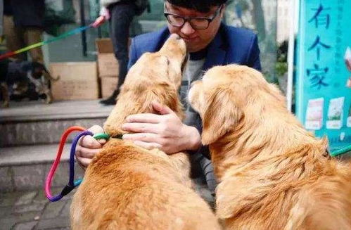 为啥金毛幼犬老喜欢舔人