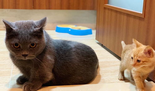 新猫和旧猫隔离多久