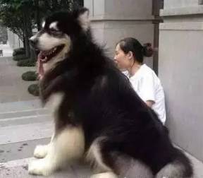 阿拉斯加体重多少
