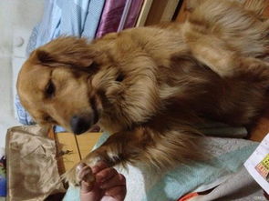 金毛犬多久配种最好