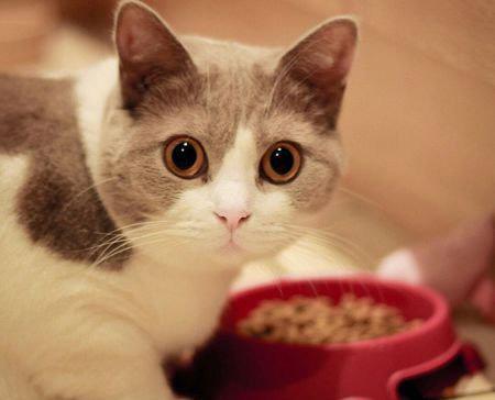 猫罐头拌猫粮为什么猫不吃