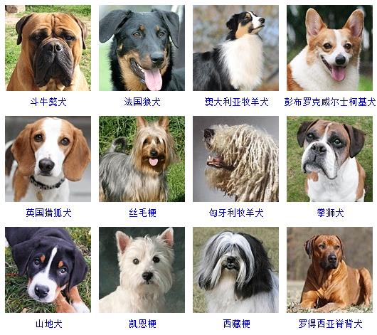 法国有哪些品种的狗