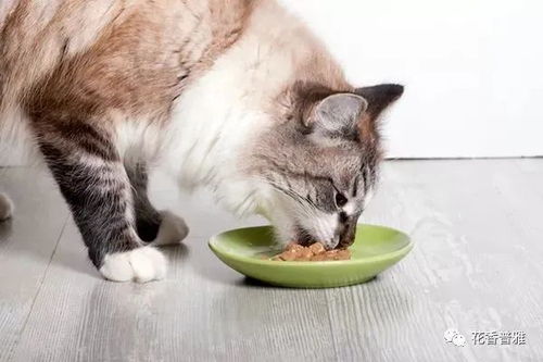 夏天猫咪食欲不振