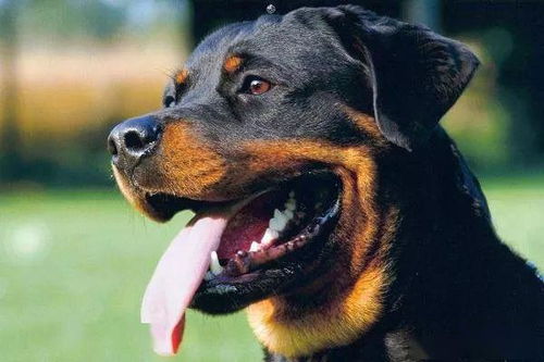 最护主的犬是什么犬