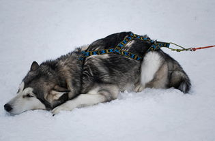 阿拉斯加犬发情期怎么办