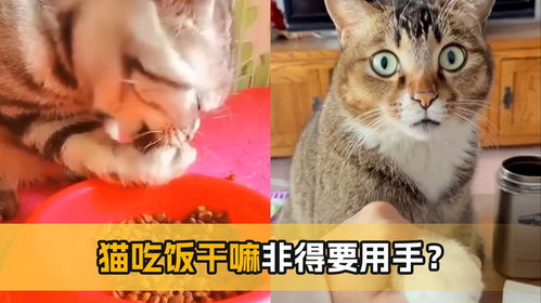 小猫多久吃饭一次