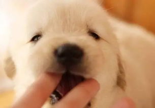 幼犬一般几个月长牙