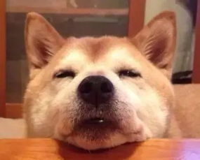 狗狗零食可以天天吃吗