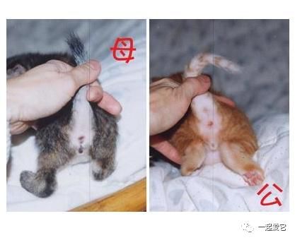 小公猫小时候怎么区分