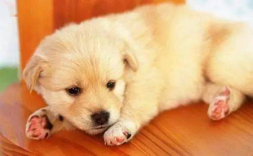 幼犬按摩