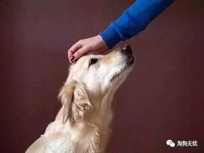 怎么能不让狗狗晚上拉屎