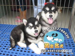 阿拉斯加幼犬流黄鼻涕