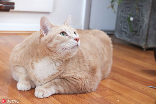 加菲猫体重标准