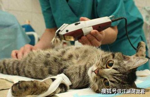 猫绝育手术后多久恢复好