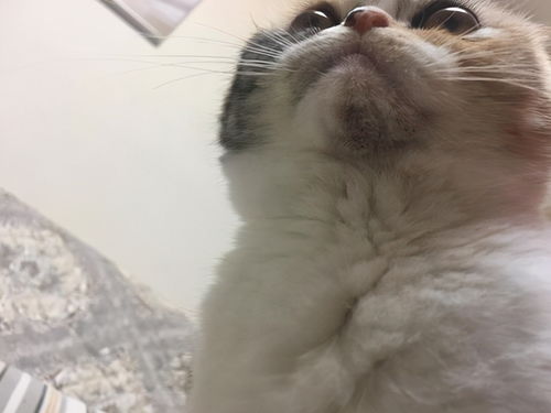 防黑下巴猫粮