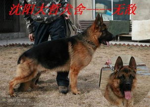 牧羊犬的身高体重