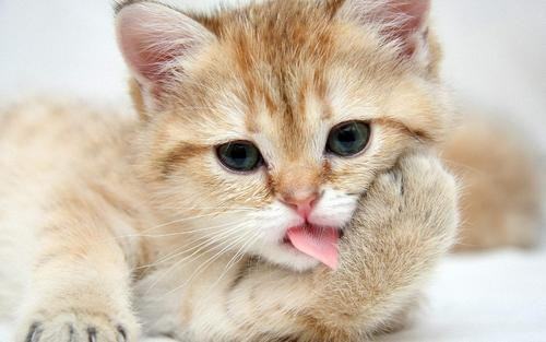 三个月大的小猫正常体重是什么